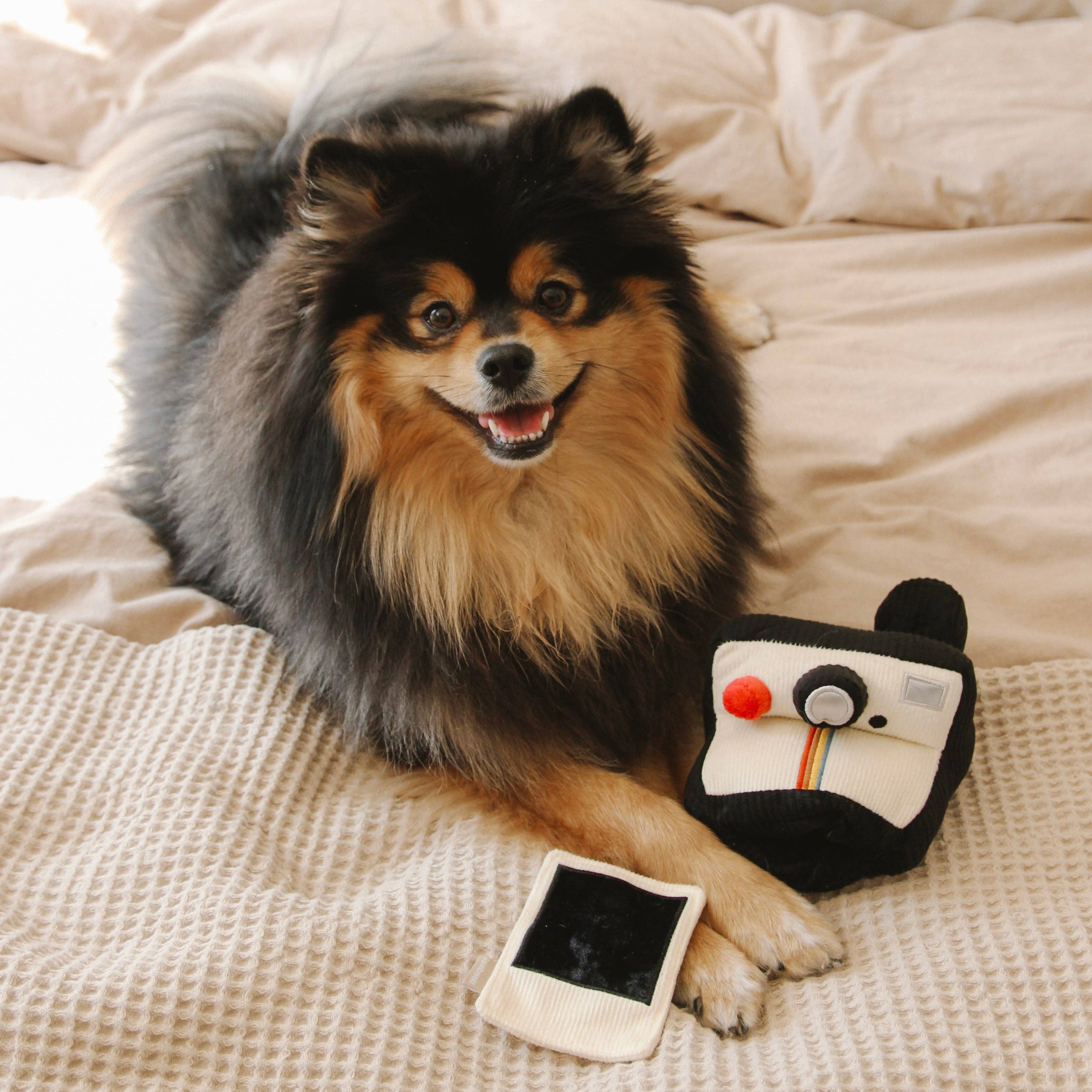 Peluche de fouille - Appareil Photo
