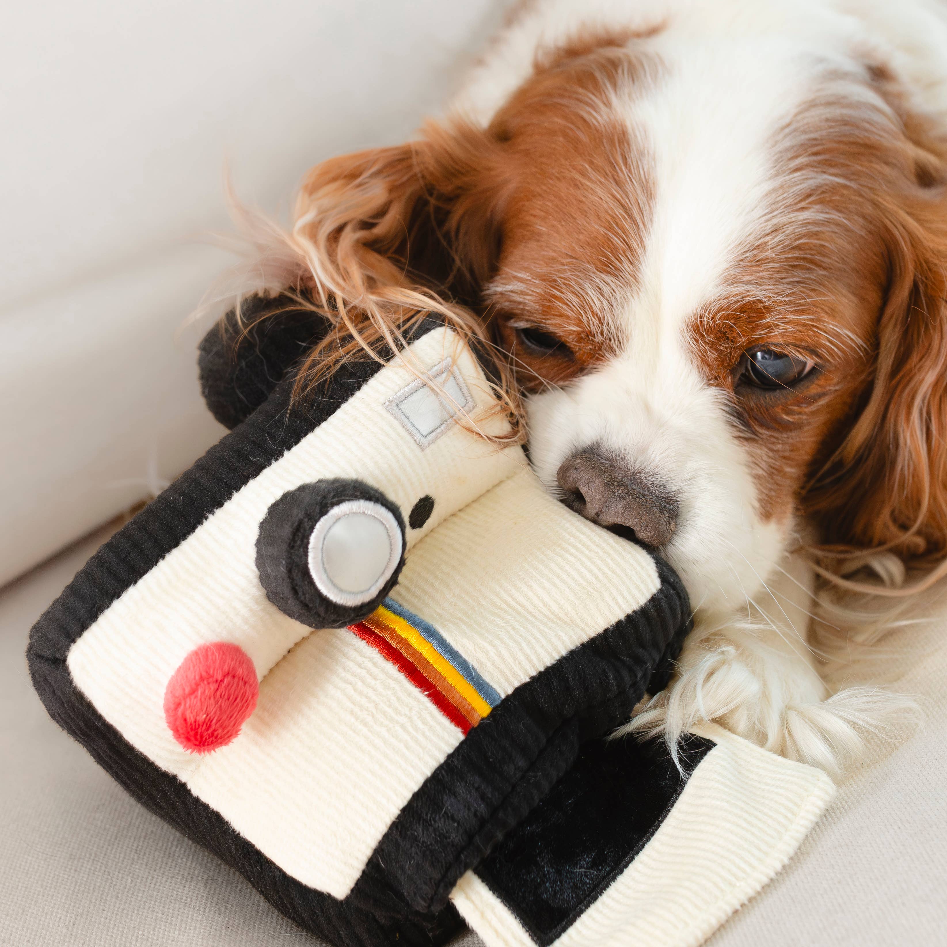 Peluche de fouille - Appareil Photo